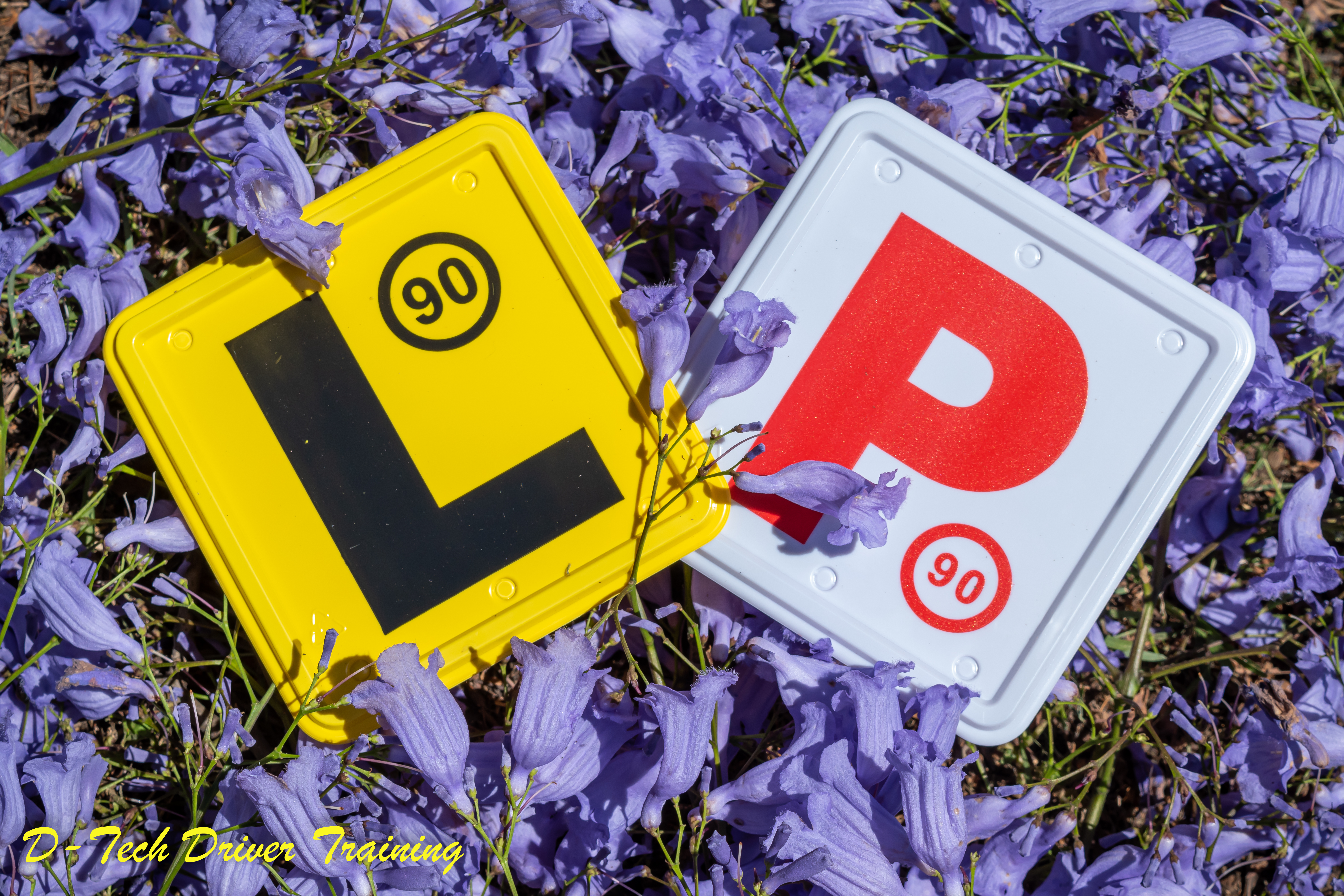 L-plate and P-plate resting artistically together on a blanket of fallen violet flowers