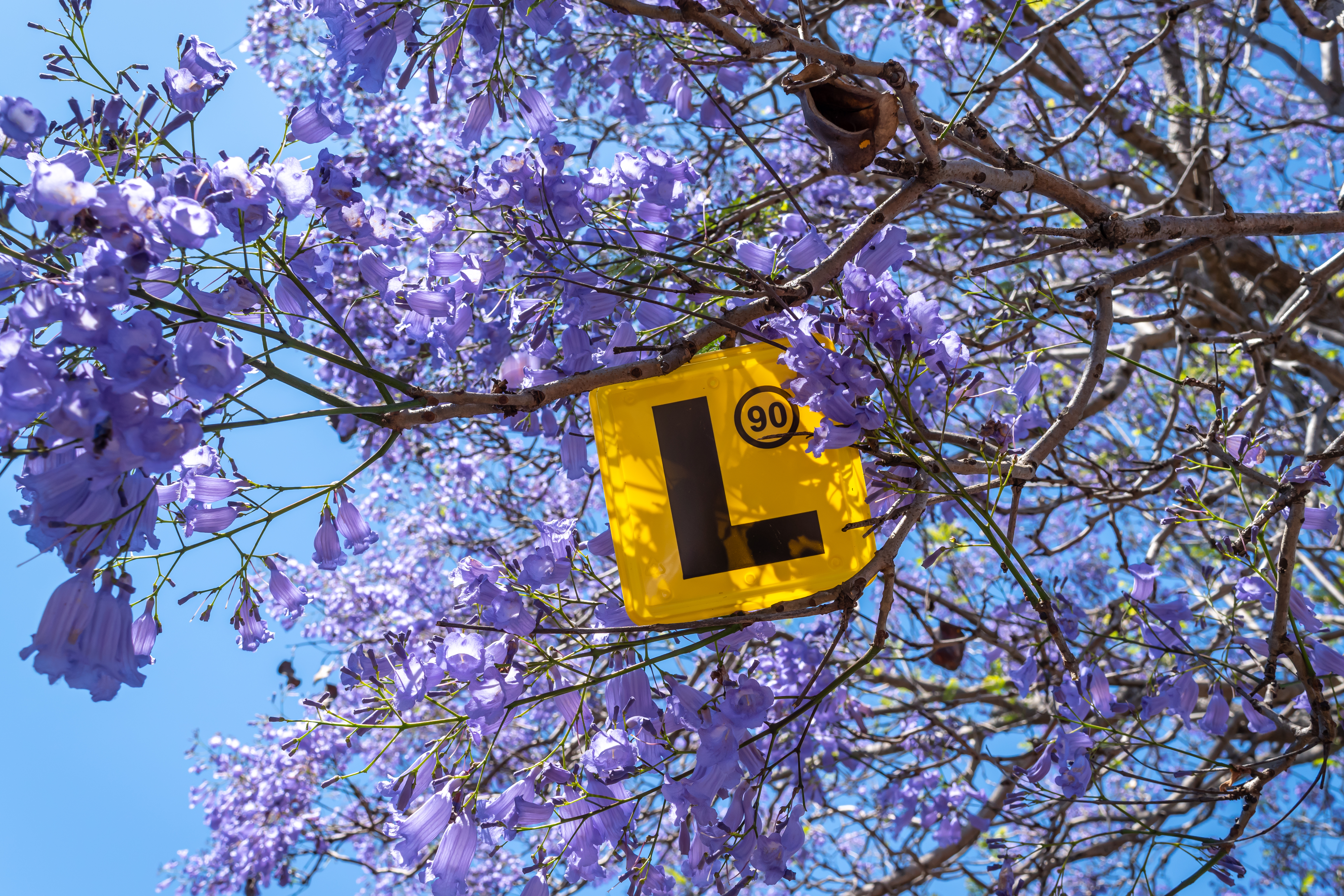 Yellow L-Plate suspended beautifully in purple Jacaranda blossoms